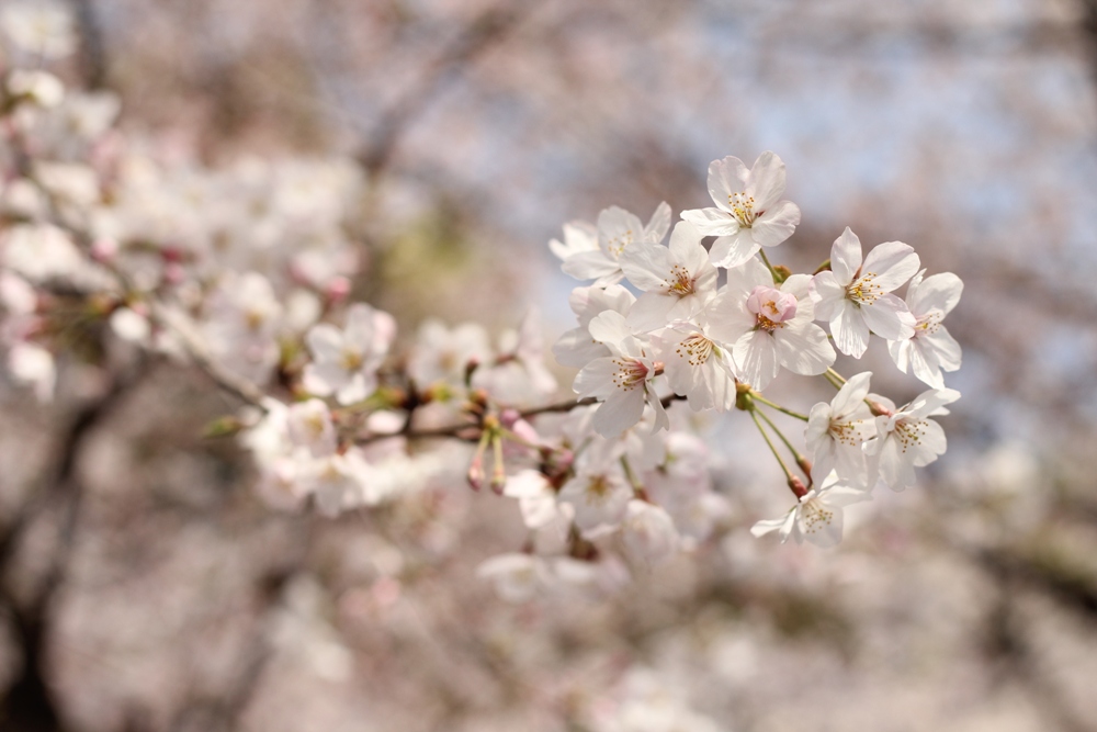上野　桜2